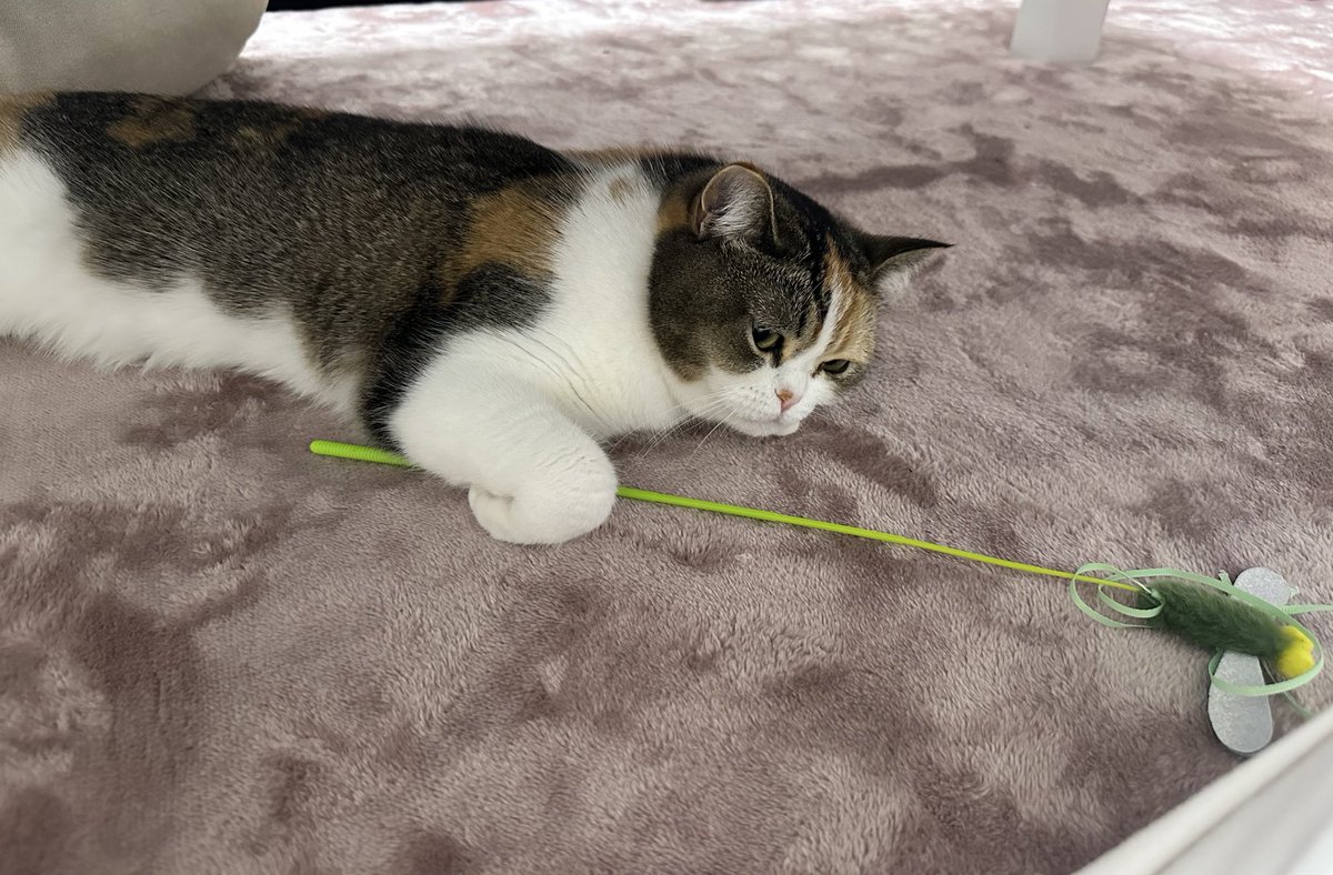 のあ🍑からぴち (@mumu_mumu09) / Posts / X