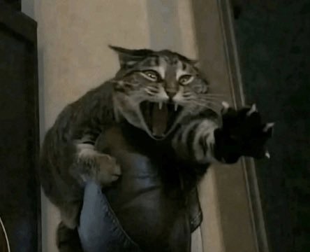 Dani ✨ Missing Avalir tweet media