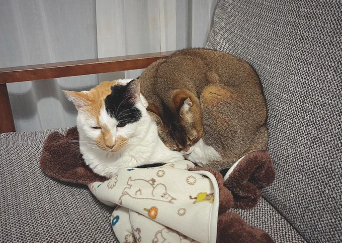 うちの猫2匹、いつもくっついてて仲良いと思ってたけど、よく見るとおこめがしらすに乗っかってるだけだな。