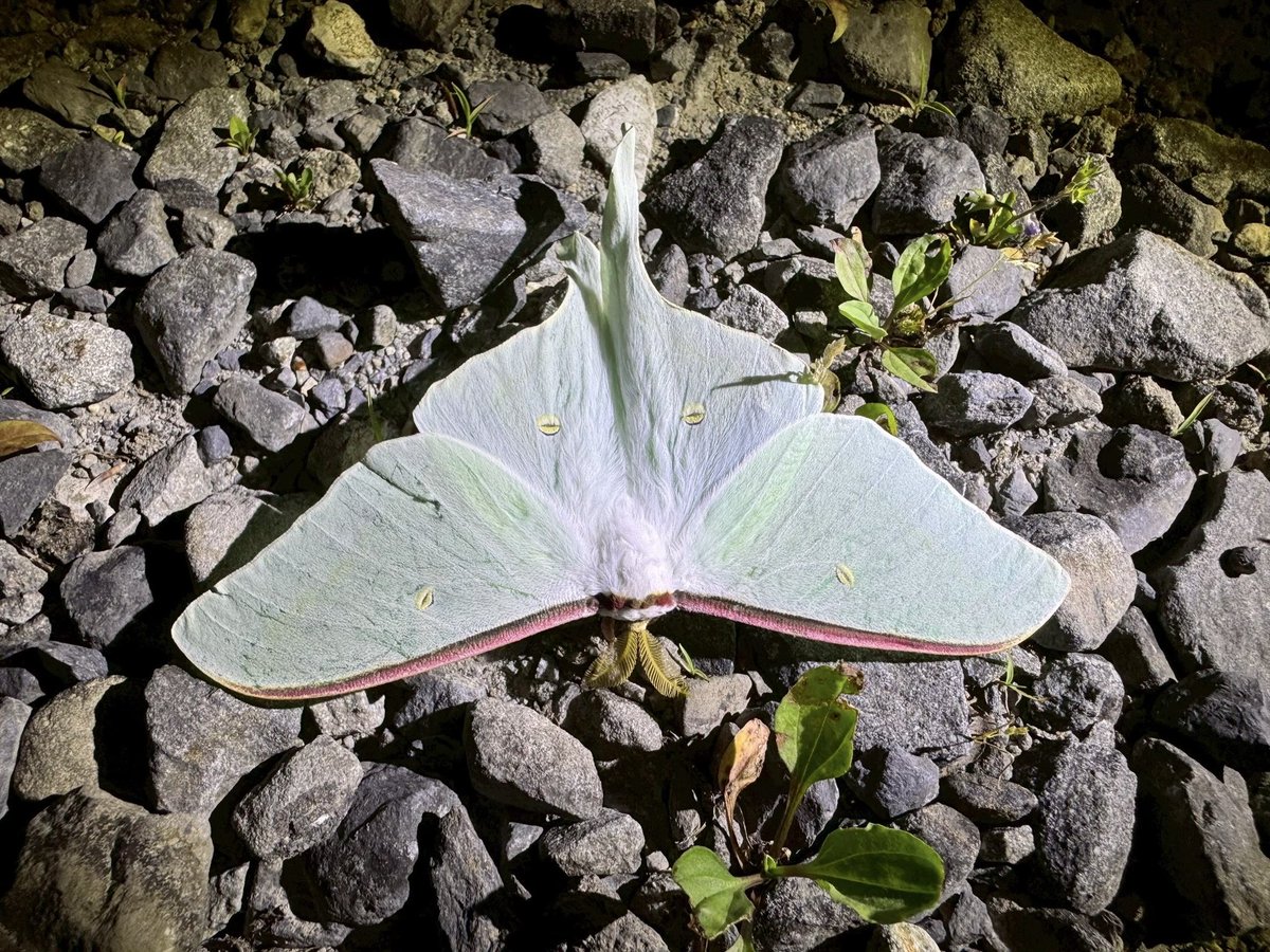 tohokuinsect's tweet photo. AO入試Ⅲ期に合格された新入生の皆様、おめでとうございます🎉🎉🎉

東北大学昆虫研究会では、昆虫観察、採集や標本作製などの活動をしています。
新歓情報や活動の様子をこのアカウントから発信するので、フォロー&amp;チェック、よろしくお願いします🪲

虫好き集まれー！！

#春から東北大  #春からC6 https://t.co/fCRWsZbIqk
