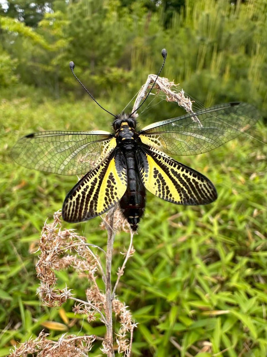 tohokuinsect's tweet photo. AO入試Ⅲ期に合格された新入生の皆様、おめでとうございます🎉🎉🎉

東北大学昆虫研究会では、昆虫観察、採集や標本作製などの活動をしています。
新歓情報や活動の様子をこのアカウントから発信するので、フォロー&amp;チェック、よろしくお願いします🪲

虫好き集まれー！！

#春から東北大  #春からC6 https://t.co/fCRWsZbIqk