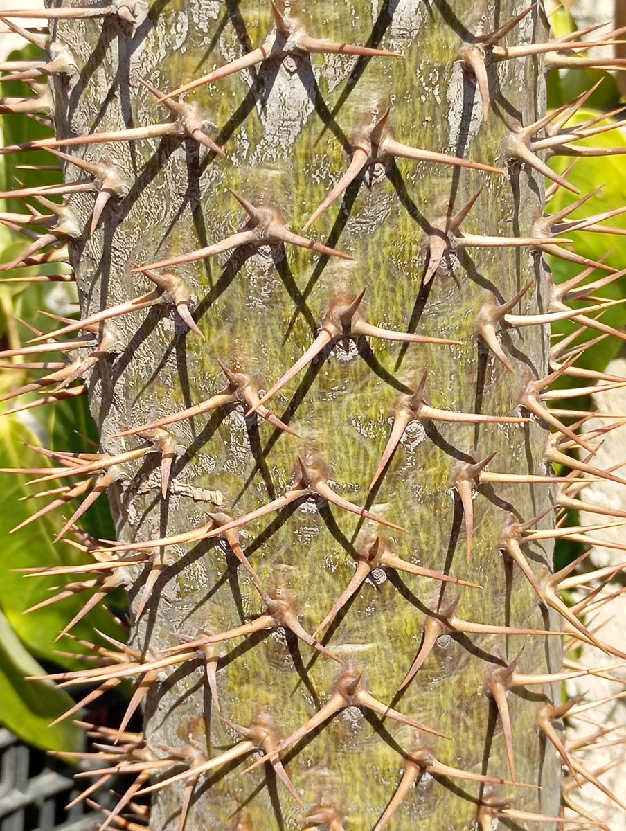 #MiercolesDeEspinas de <a href="/pavelgaor/">𝙋𝙖́𝙫𝙚𝙡</a> 
#PalmaDeMadagascar