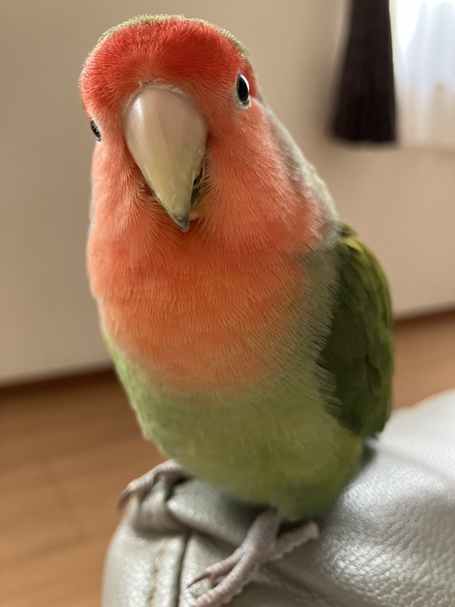 こんにちは。
今日暖かい、春っぽいね🌸
お外のお友達の元気な声がするよ♪