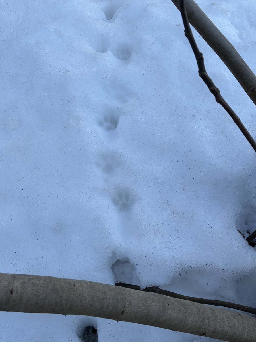 これはタヌ子(仮名)だな