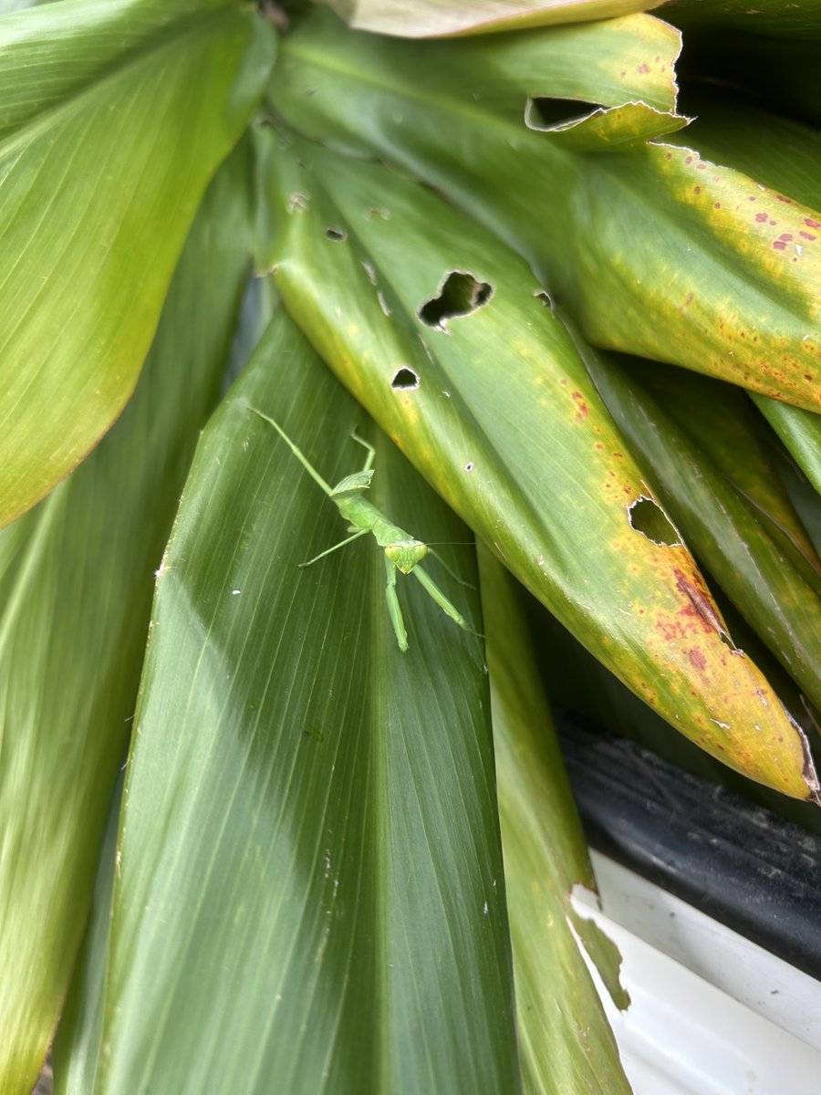 カマキリ