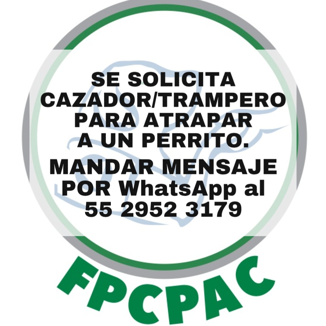 fpcpac's tweet photo. SE SOLICITA CAZADOR/TRAMPERO PARA ATRAPAR A UN PERRITO.

MANDAR MENSAJE POR WhatsApp al 
55 2952 3179 https://t.co/GDeYKxsGJr