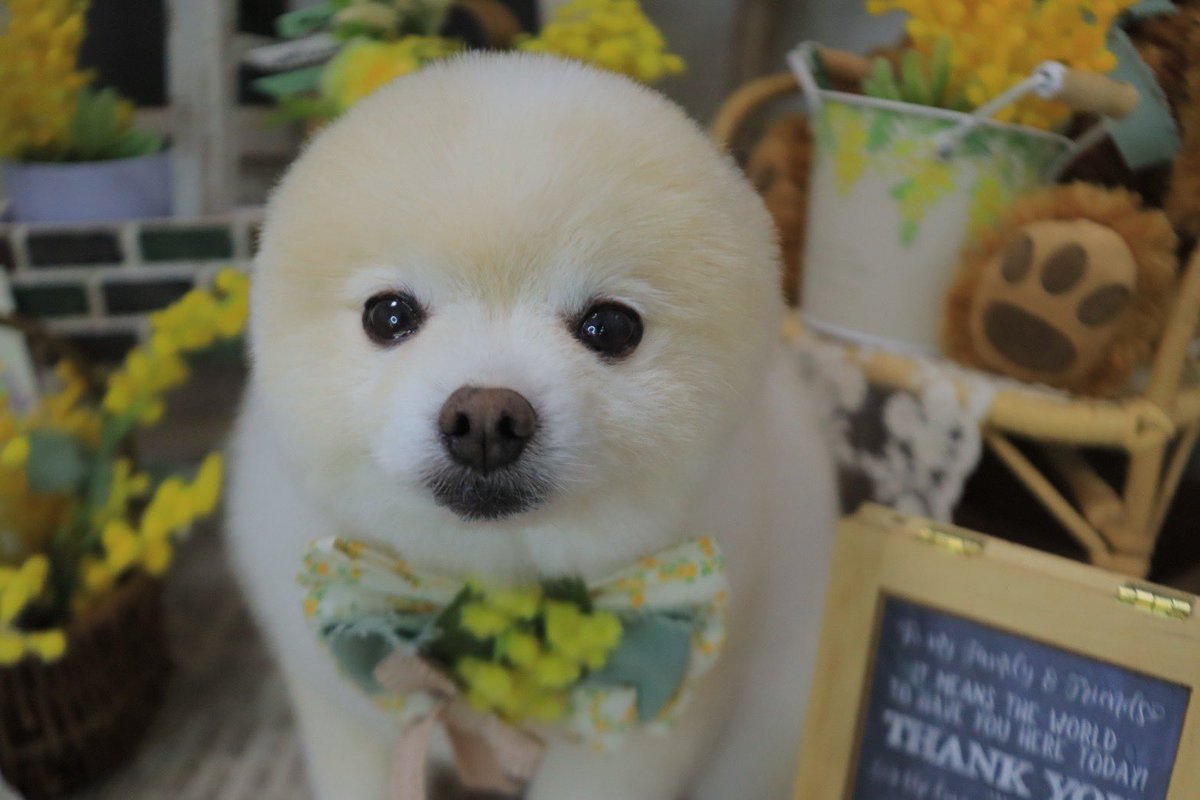 ぽんすけ大先生 (@yuyuyuyumee) / Posts / X