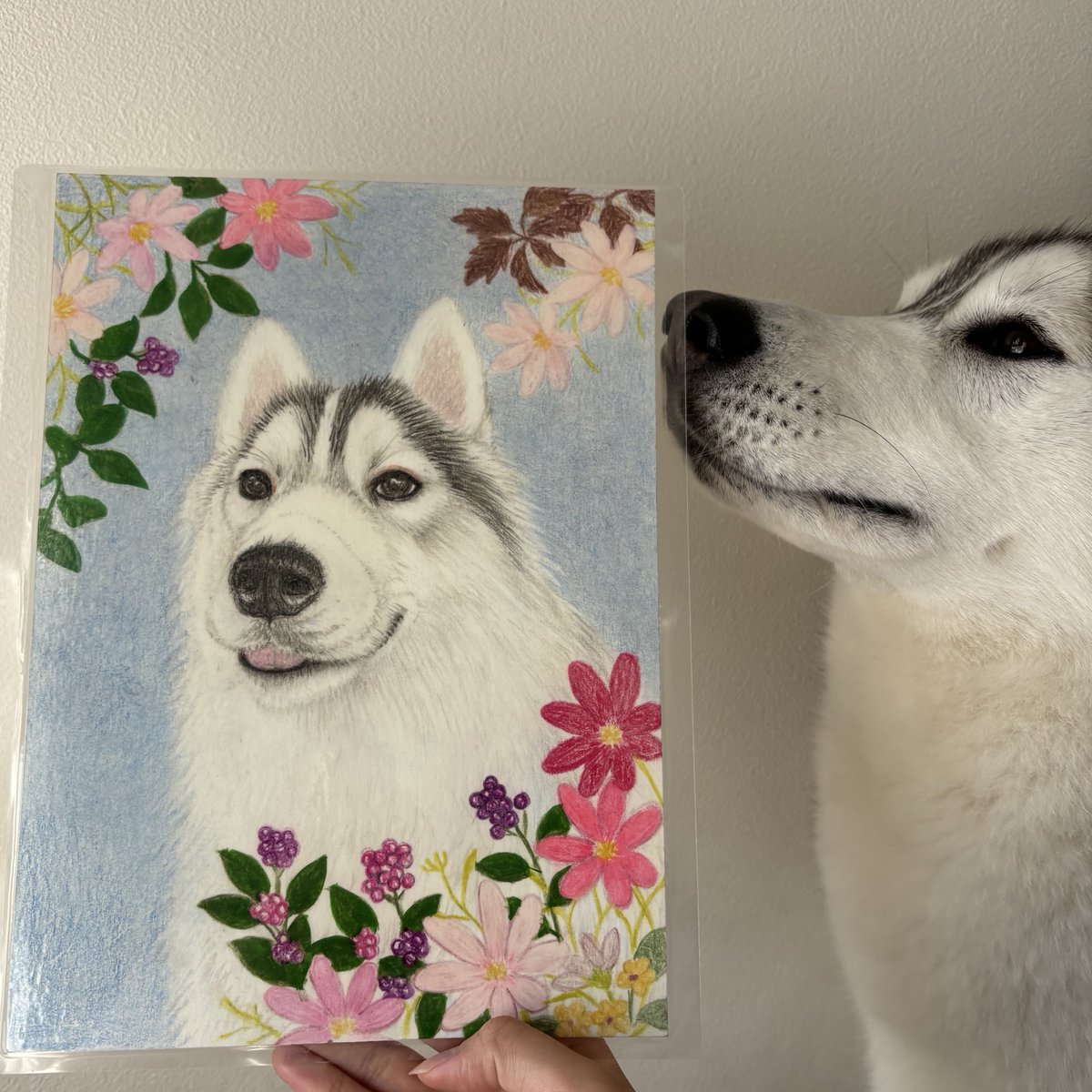 ハスキーの珀くん (@husky_0319) / Posts / X