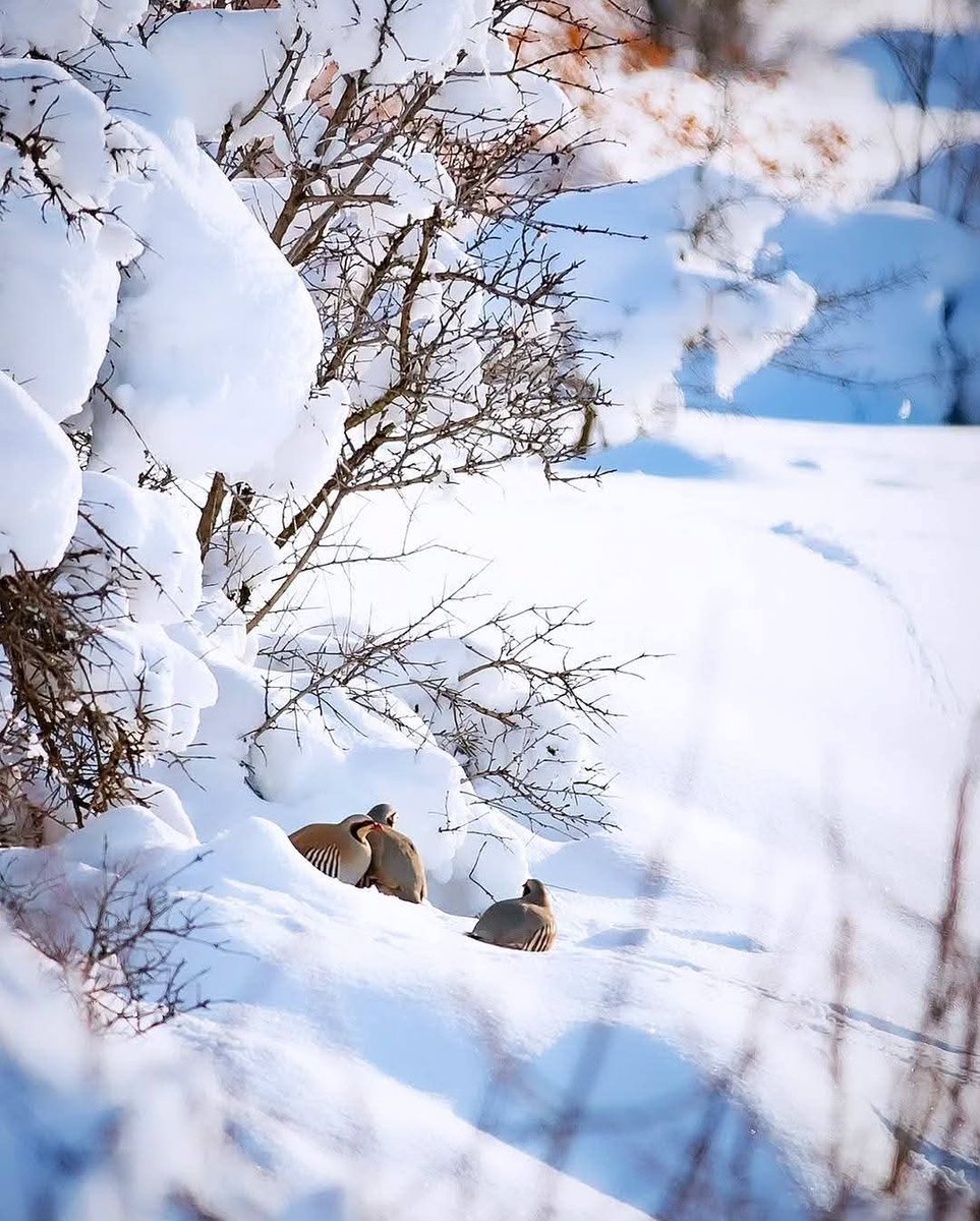 YÖRÜK🇹🇷🍀 tweet media