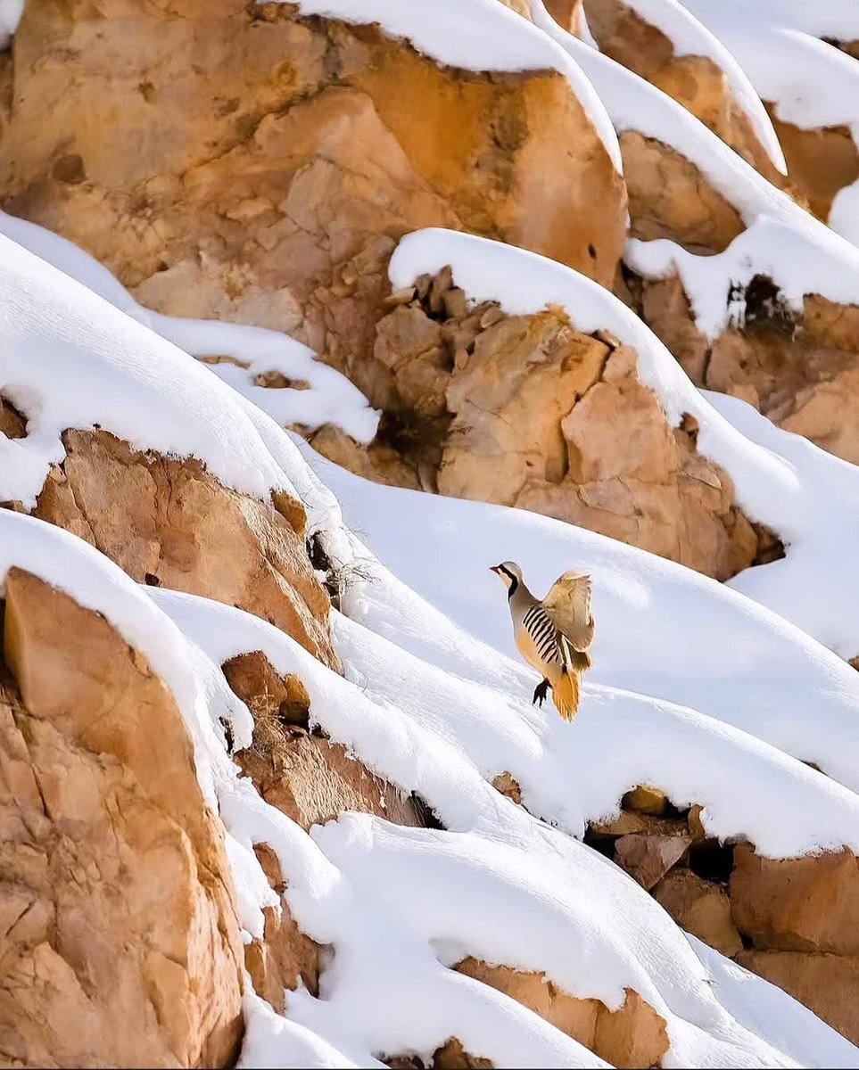 YÖRÜK🇹🇷🍀 tweet media