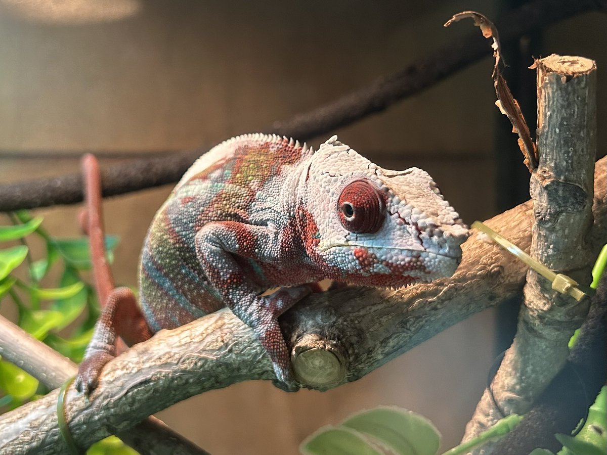 Quanta_Rep's tweet image. 昨日はカラカラみたいになってのに一皮剥けてお綺麗に。そしてカメレオンの脱皮は爆発系って初めて知りました。
#パンサーカメレオン