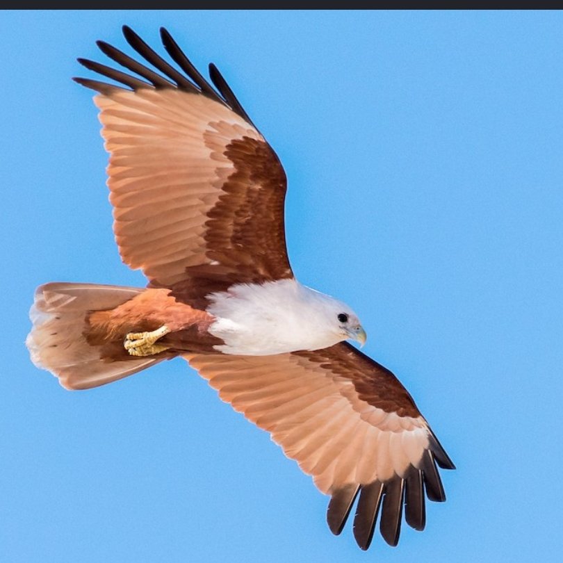 அட்டகாசம்..🔥 ஒரு சின்ன டீடெய்ல்லிங் மிஸ் பண்ணிட்டாங்க. "பருந்து" குறியீடு செம. ஆனா விஷுவல்ல காட்டியிருக்கிறது American bald eagle. அதுக்கு பதிலா நம்மூர் "கருடா கருடா பூ போடு" பறவைய காட்டி இருக்கலாம். அதோட பேரும் பொருத்தம் "Brahminy kite" 😉