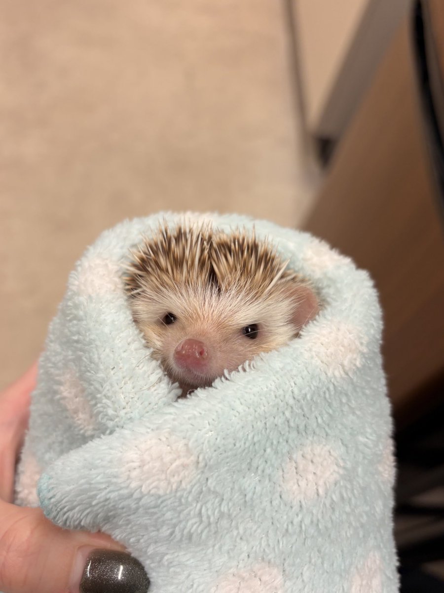 赤ちゃんみたいにお包みされたハリネズミ