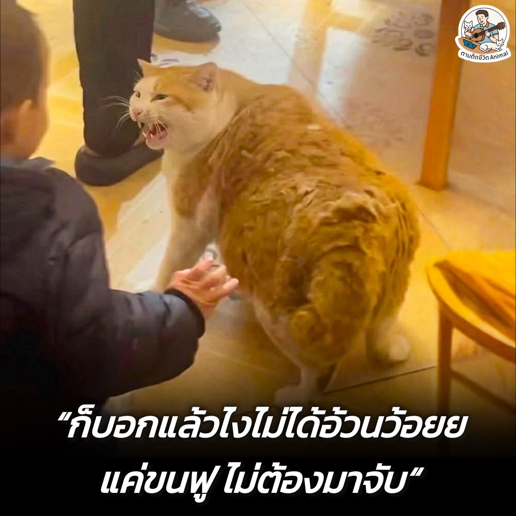 ไม่ได้อ้วนแค่ขนฟูโอเคป่ะ แล้วไม่ต้องมาเตะตัวขี้เกียจเลีย 😡
อาณาจักรสัตว์โลก มีม&amp;สาระ By ตามติดชีวิตAnimal
#หมา #แมว #ทาสแมว #อาณาจักรสัตว์โลก #ตามติดชีวิตAnimal