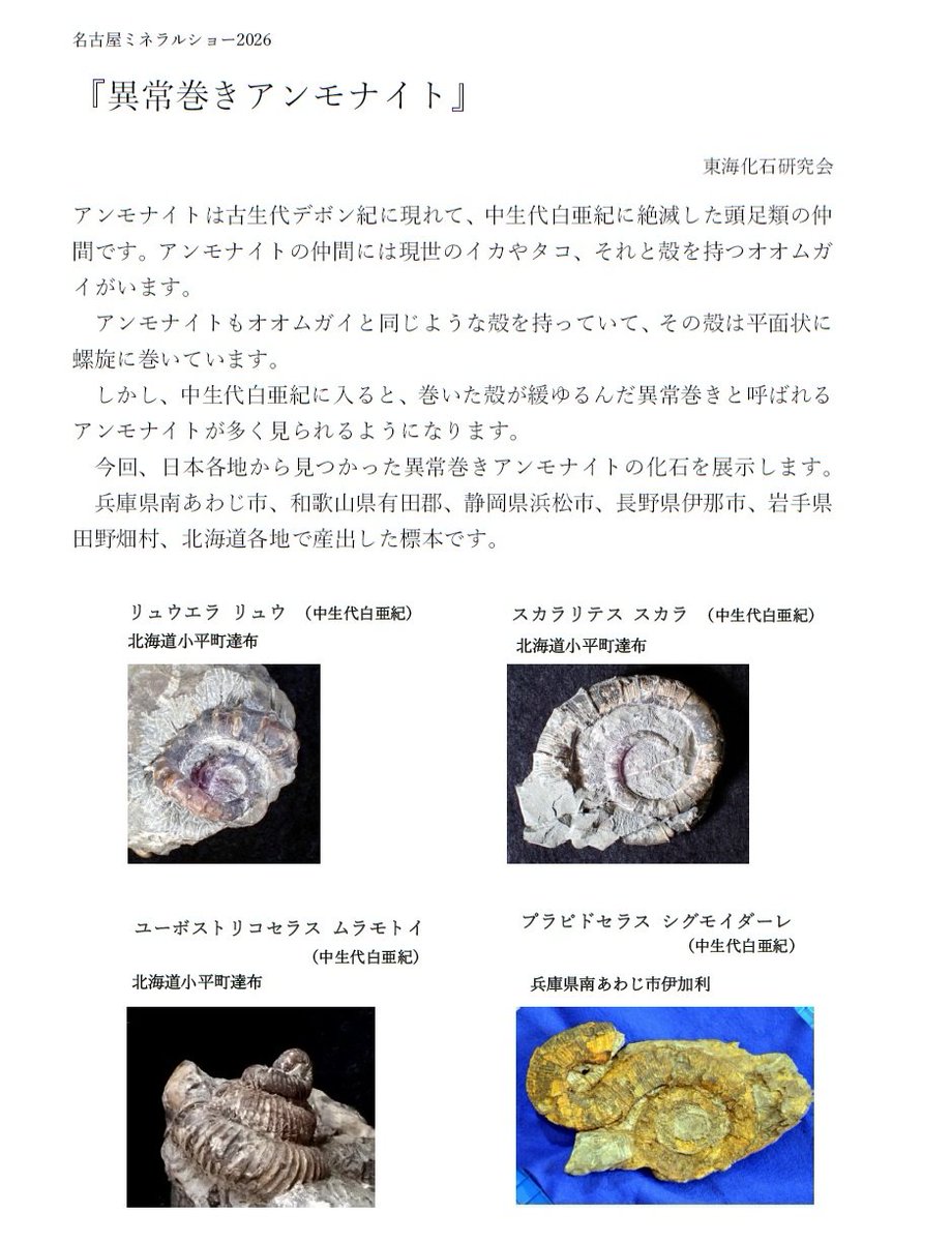 7583_usan's tweet photo. なんか、変なかたち、
アンモナイトなんですか？
今年の名古屋ミネラルショーの化石展示は、東海化石研究会さんの｢異常巻きアンモナイト｣です。
2026/4/3(金)～4/5(日)
第2ファッション展示場　特設展示ブース
（会場の都合により4月開催）
#名古屋ミネラルショー
#東海化石研究会
#アンモナイト https://t.co/shLNrZYosN