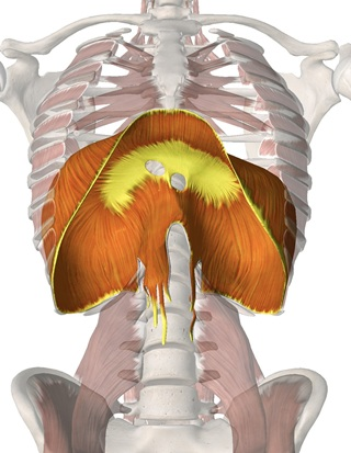 숨의 역설 : 많이 마신다고 산소가 내 것이 아닙니다. 혈관까지 배달이 잘되어야 합니다. 

뇌가 멍한 이유: 숨을 너무 자주 쉬어서 산소가 세포로 못 가기 때문입니다.

산소가 부족한 게 아닙니다. 
이산화탄소를 견디는 힘이 없는 겁니다.

혈액 속에 CO2가 많아지면(pH가 낮아지면),