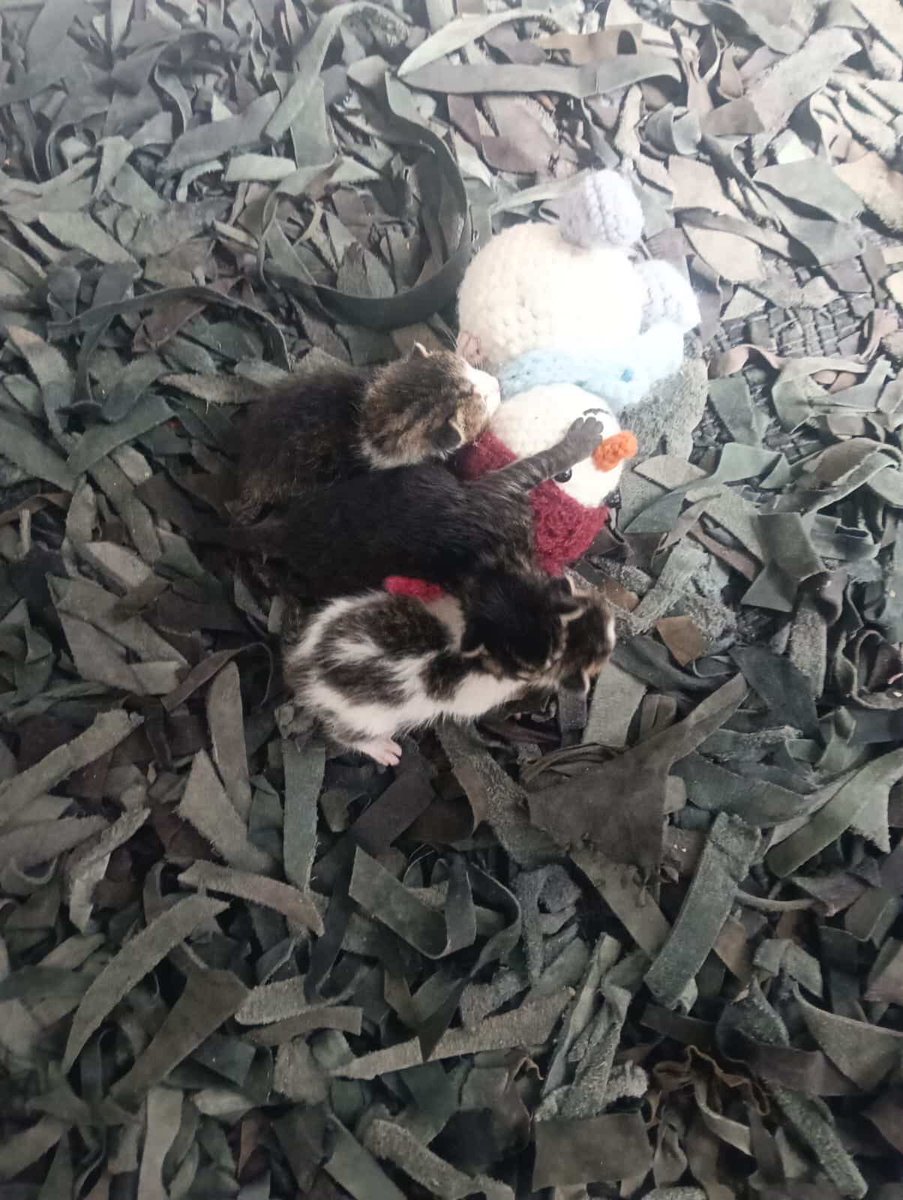 Una persona en situación de calle encontró tres gatitos de 7 días. Necesitan ser alimentados con fórmula y mamila (yo puedo ayudar con gastos). Si tú puedes criarlos y salvarles la vida, comunícate al 55 4350 9076 con Juan Iglesias

Están en la Roma Norte
