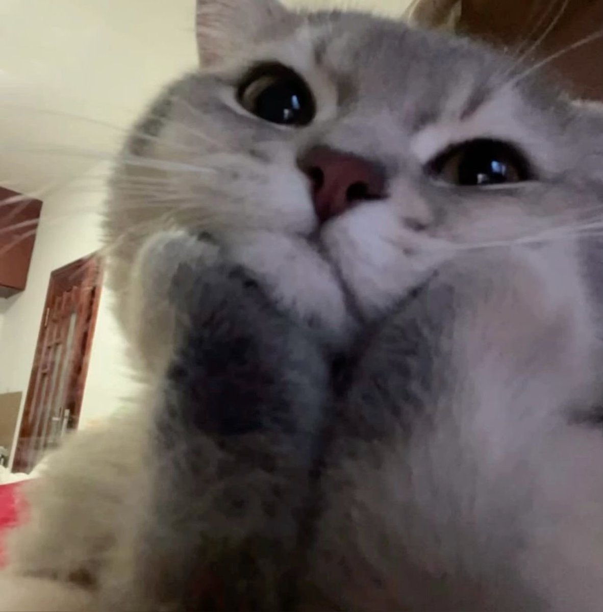 ricky as cats tweet media