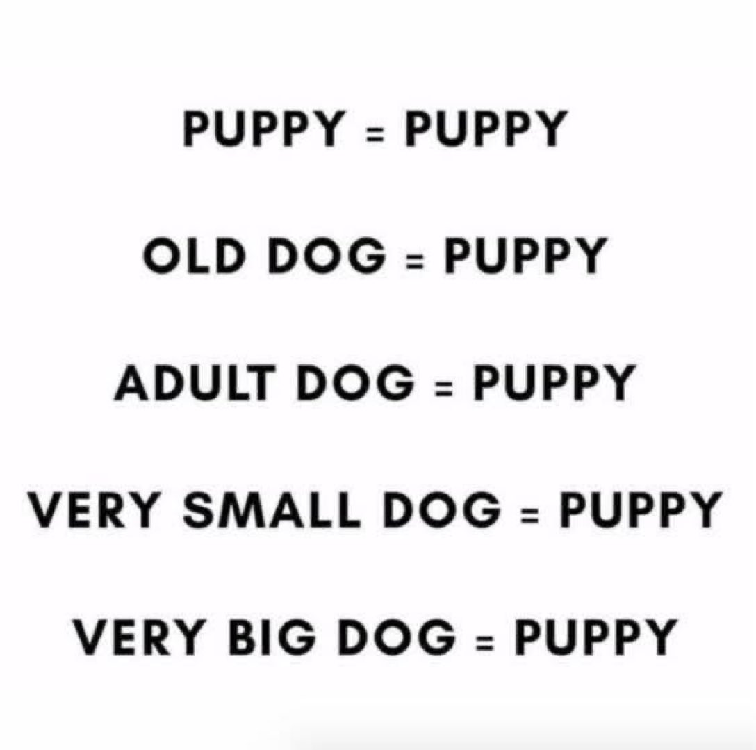 Puppies 🐶 (@puppiesiover) on Twitter photo 