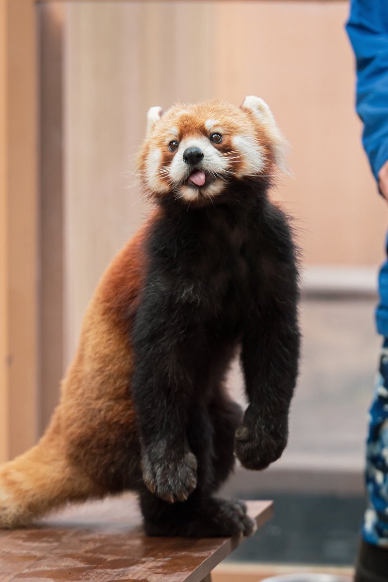 お手手ダラ〜〜ん✋😂 📸2026.2.10 #八景島シーパラダイス