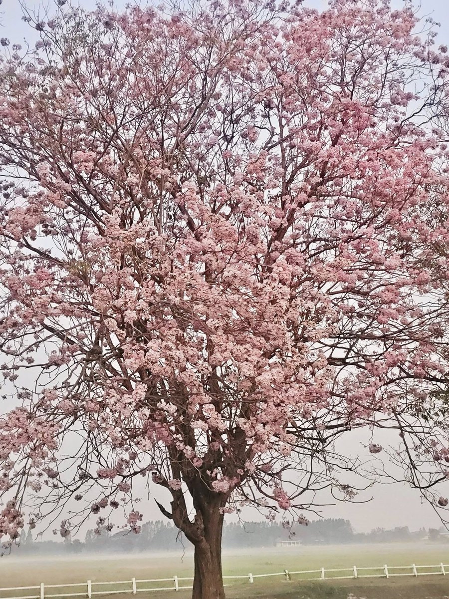 เช้าวันที่ 12 ก.พ. 69 ครับ ดอกชมพูพันธุ์ทิพย์ บานสะพรั่ง🌸🌸✨
.
📍บริเวณถนนวัฒนา เสถียรสวัสดิ์ หน้าโรงเรียนสาธิตฯ วิทยาเขตกำแพงแสน จ.นครปฐม📸

(Cr.หลักสูตรการบริหารการศึกษา ม.เกษตรศาสตร์ กำแพงแสน)