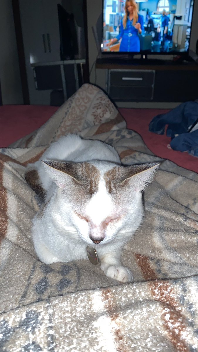 letmelo00's tweet photo. @gatinarios Eu agora https://t.co/HEcJoGtJmT