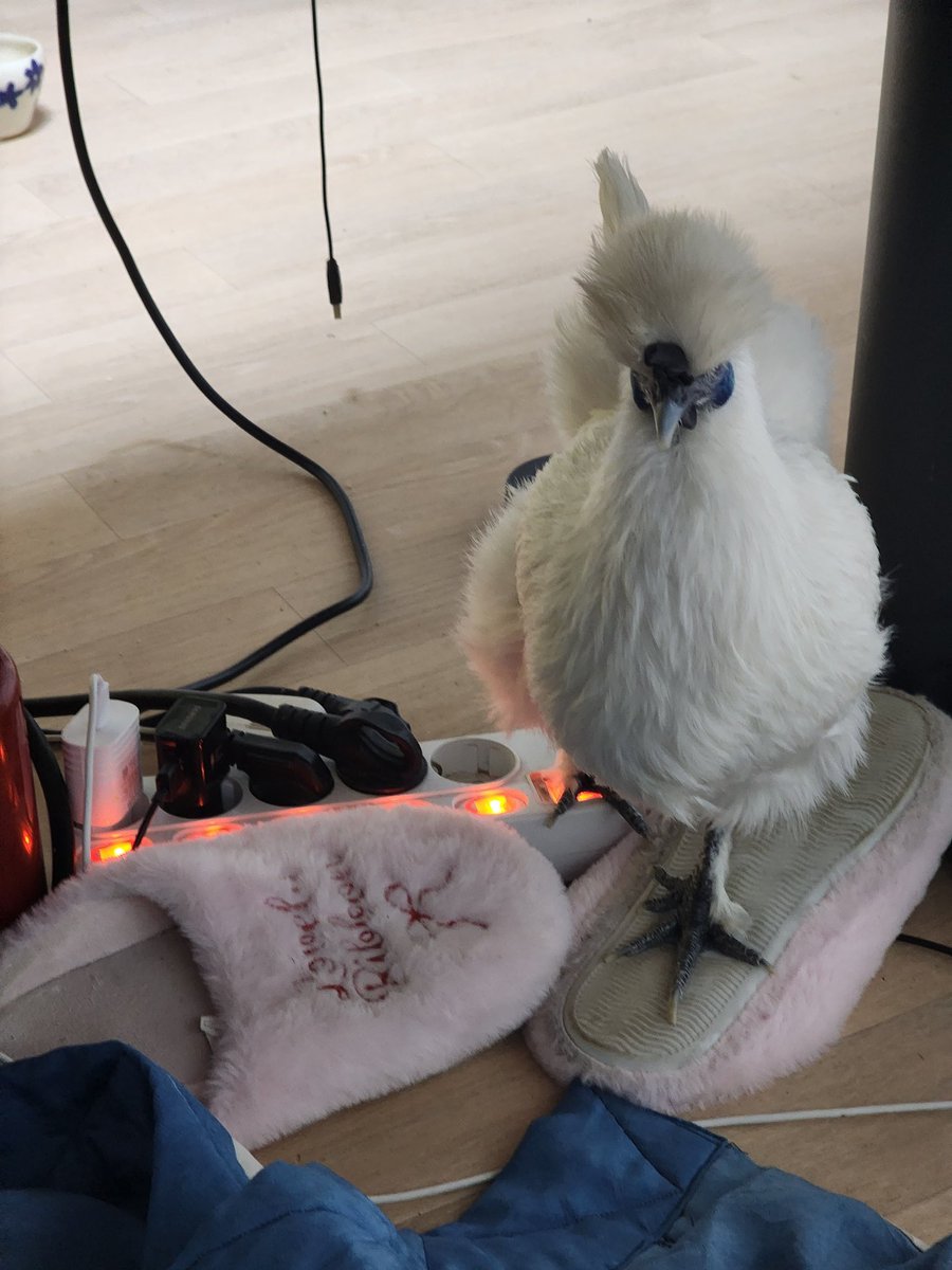 새벽... 게임중에 닭이 전원을 내렸어요 
다행히 암 것도 안하고있어서............... 

갑자기 전원 내려가서 컴터 고장났나 깜짝 놀랐는데........

 고양이가/강아지가 전원을 껐어요는 들어봤어요 닭이 전원을 껐어요...라니... 아무도 안믿어줄게 뻔하잖아...........