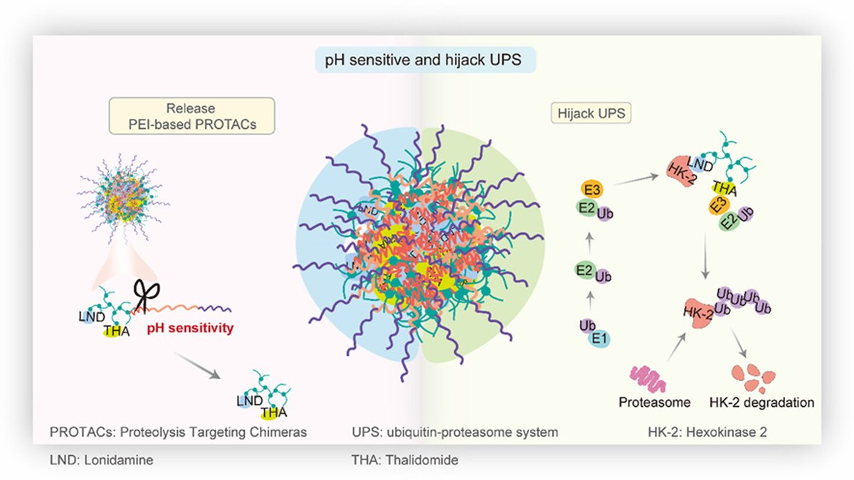 ActaPharmSinB's tweet photo. Article✍️#pH-#Activatable engineered #nanoparticle-based selective #hexokinase 2 #degrader provokes #GSDME-dependent #pyroptosis for #cancer therapy. From Dr. Liu @NorthwesternPolytechnicalUniversity;
https://t.co/xt6oX31Zdk. https://t.co/v43u6RiuzP