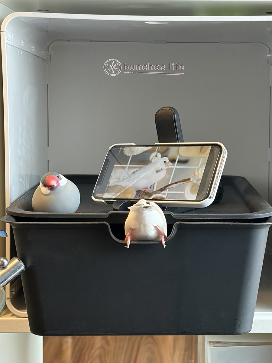 こむぎ🕊️ (@komugi_chan55) / Posts / X