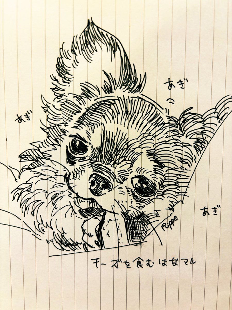 rippe989's tweet photo. はなマルちゃん https://t.co/jpI1USYj6v