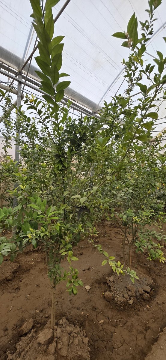 🌿🌱Dr_GreenSavior🍀🌱 tweet media