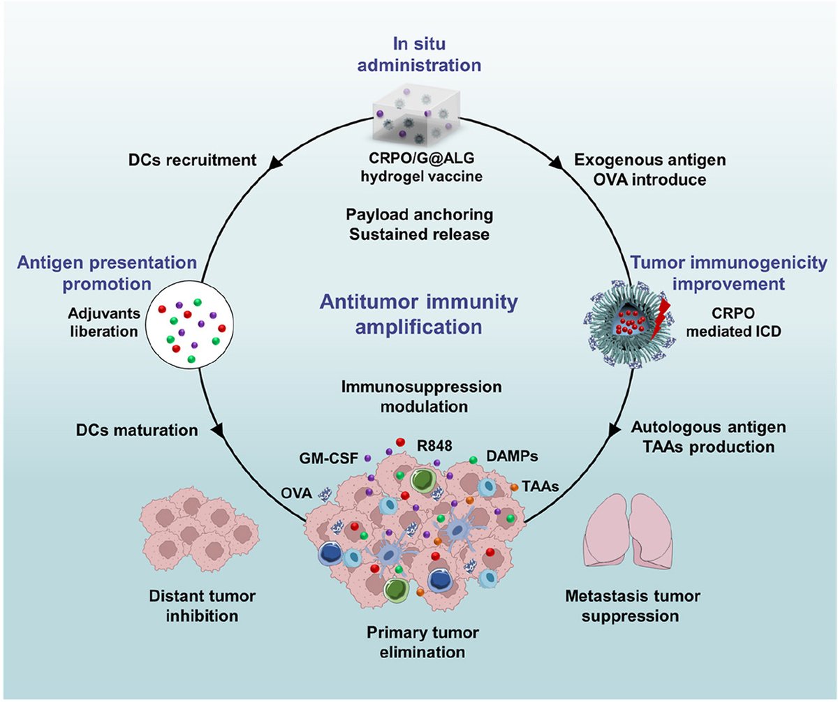 ActaPharmSinB's tweet photo. Article✍️#Photoimmunological #hydrogel #vaccine creates a supportive #immune #niche to promote #antigen cross-presentation cascade and #cancer-#immunity #cycle progression. From Dr. Yang @UniversityofElectronicScienceandTechnologyof China;
https://t.co/MIWCD5wlId. https://t.co/A81cNLL5cv