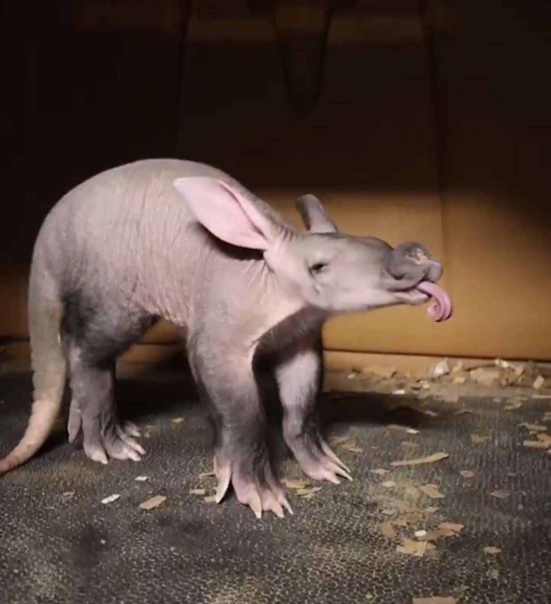 Beekeeper Bri 🐝🏳️‍🌈🇵🇸 tweet media