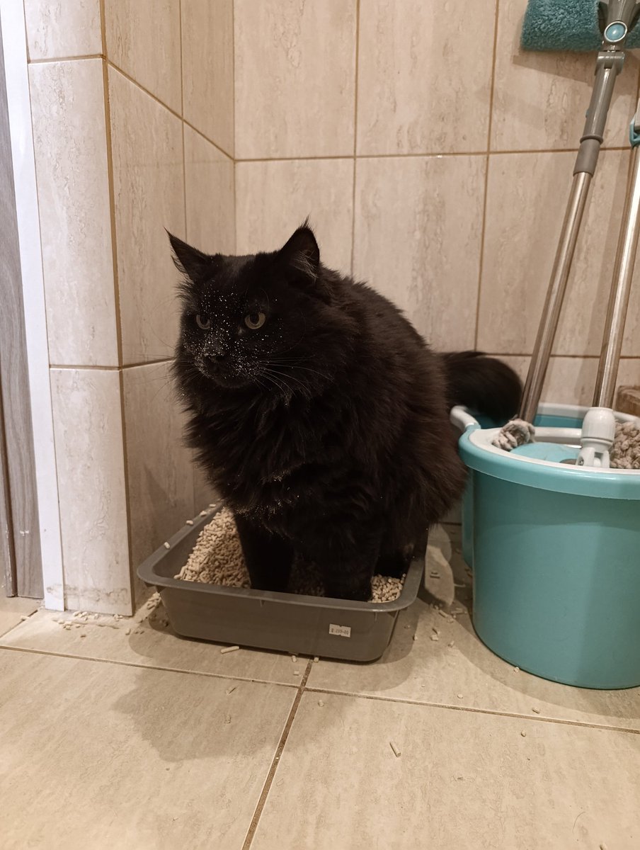В доме снова был обнаружен сердито какающий нанюханный кот