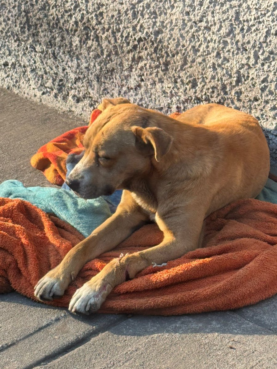 Fundación Toby tweet media