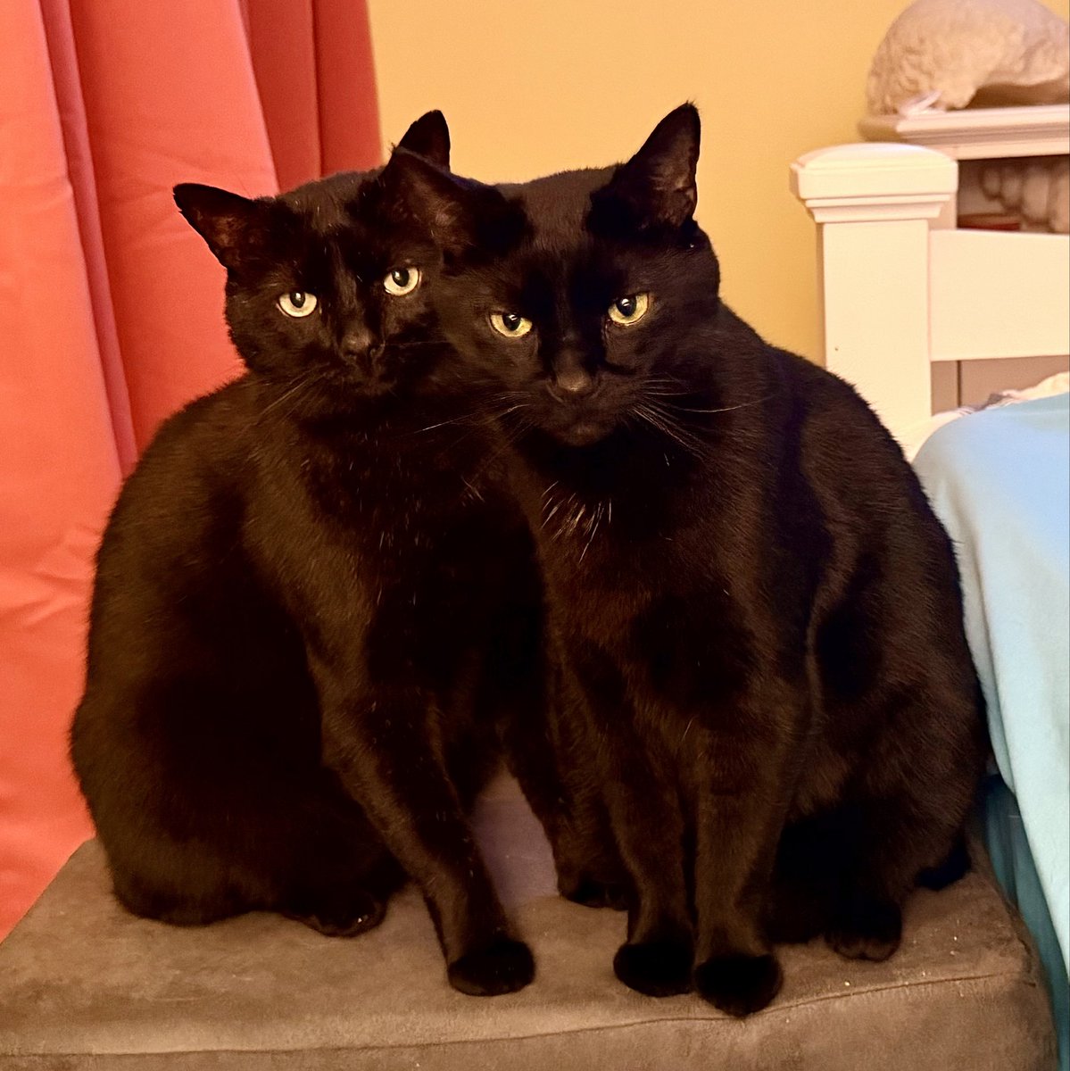 Kai and Groot
#BlackCat #BlackCats #Cats