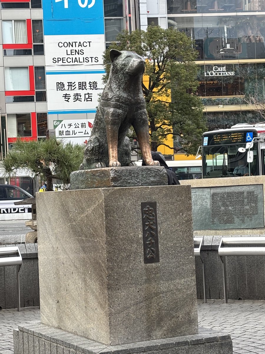 忠犬…｢プリンは…？🍮｣ #うちの忠犬がかわちこい #僕が見たかった青空