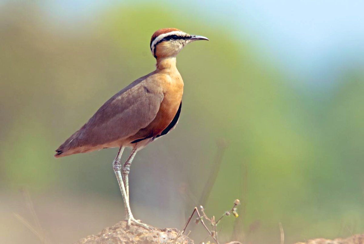 Goa Forest Department tweet media