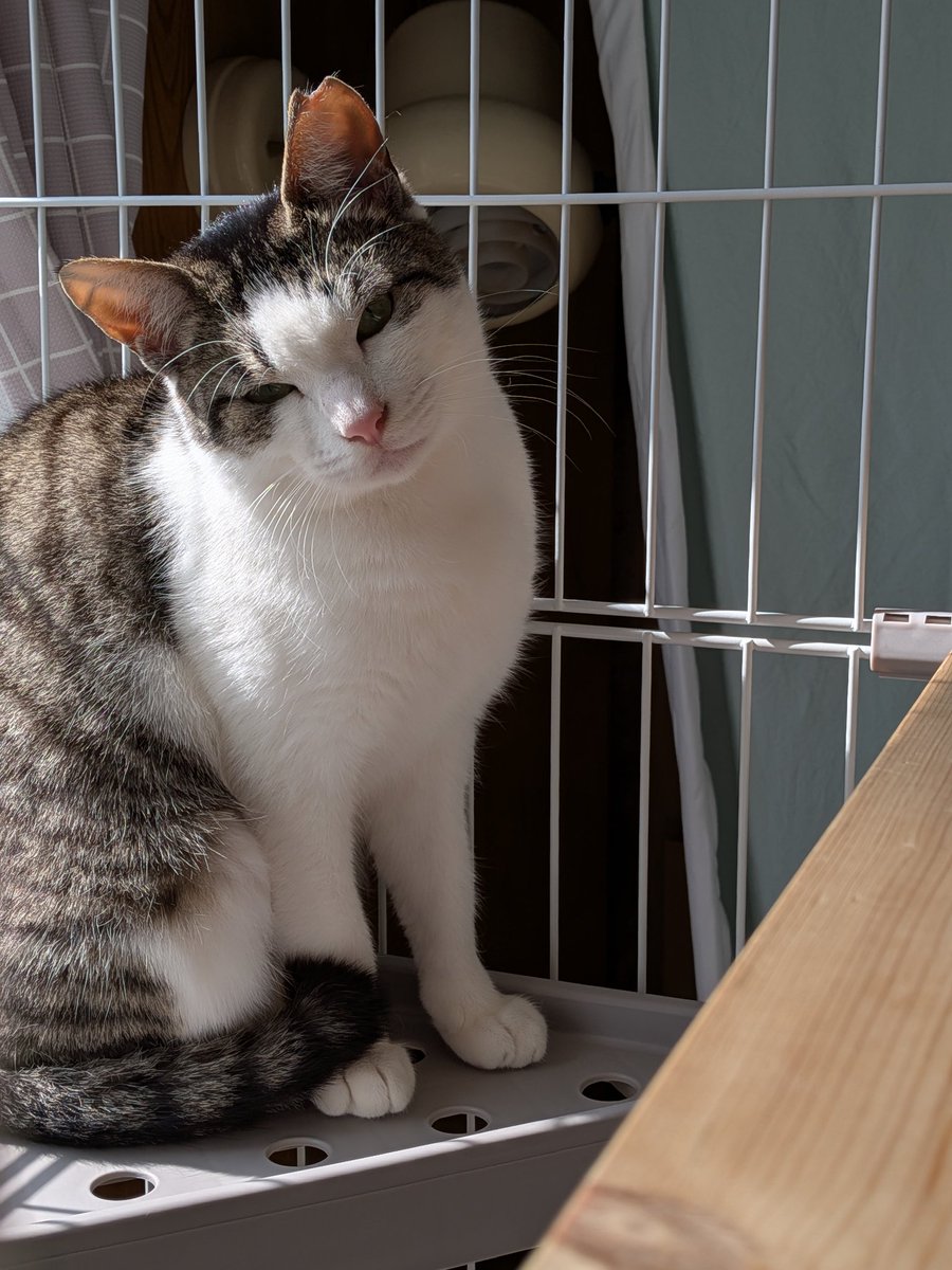 Post by かみたたん on X: にゃーん