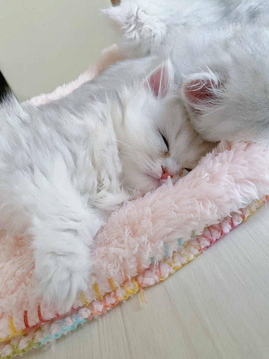 コロネとモフモフにゃんず (@corone_ragdoll) / Posts / X