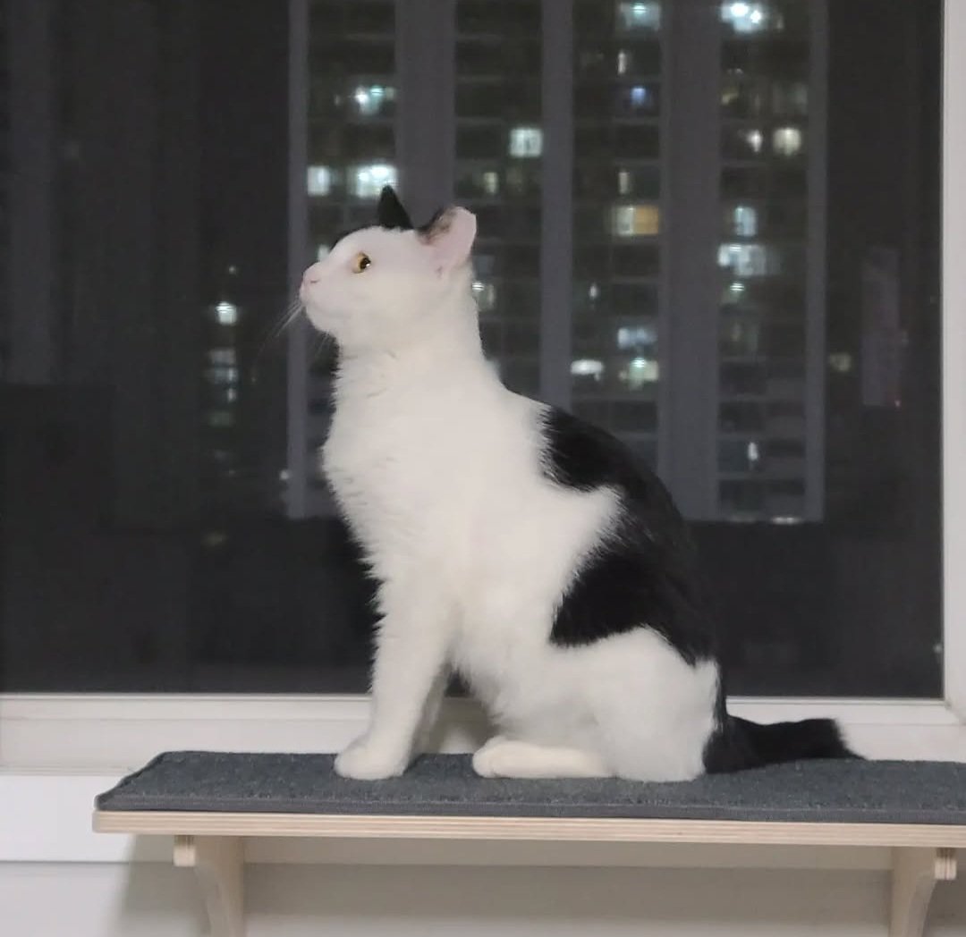 입양가서 잘 살고 있다면 제가 뭘 주장할 생각 X 추가 문제 만들 의도 X
컴투펫 인천에서 2024년 11월 이후 코숏 달래 데려가신 분 계시면 잘 있는지만 알려주세요
제발요