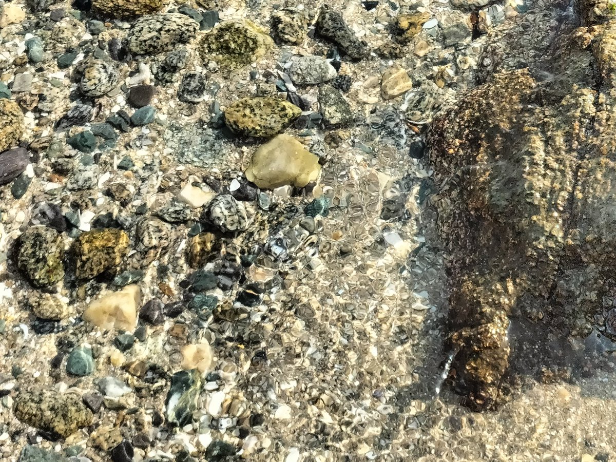 猫ｻﾝと海みてきました