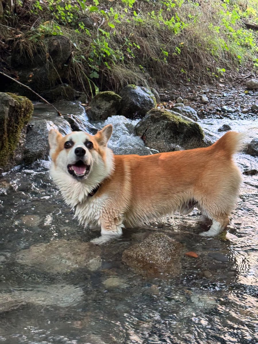 JosephineK1761's tweet image. I am not cute nobody loves me 😭😭😭 
#HappinessIsACorgi #CorgiPlay #BestBuddies #CorgiSniff #CorgiPaw #PrincessWelshCorgi