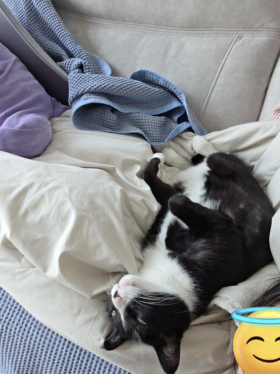 고양이팔자 상팔자...