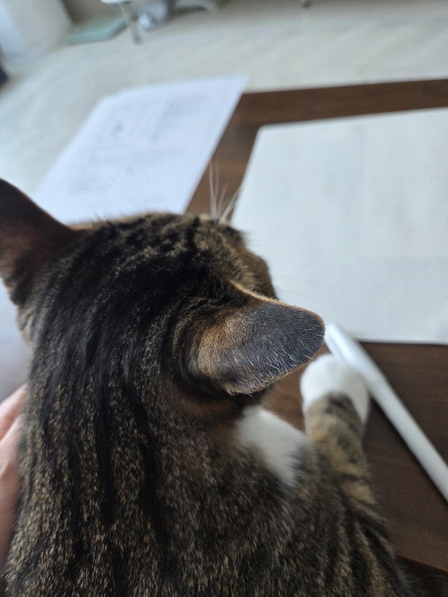 왕고양이의 경우 어매를 방해해서 그럼 니가 하든가 하고 잡아 앉혔더니 백만년만에 마징가 귀를 선보이며 이륙준비하심