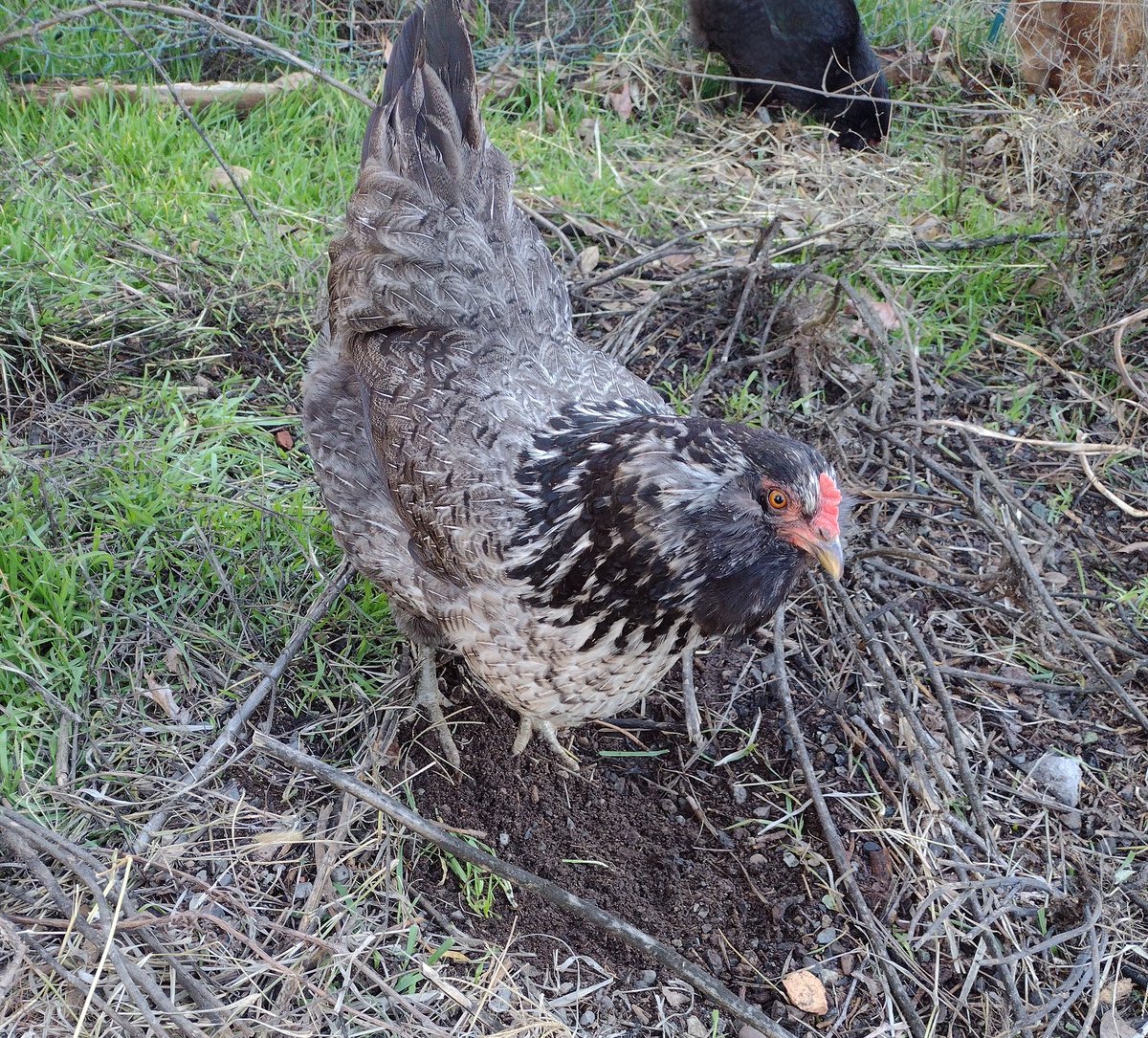 Velexane's tweet photo. 🐔🐦 https://t.co/gKdrHFm273