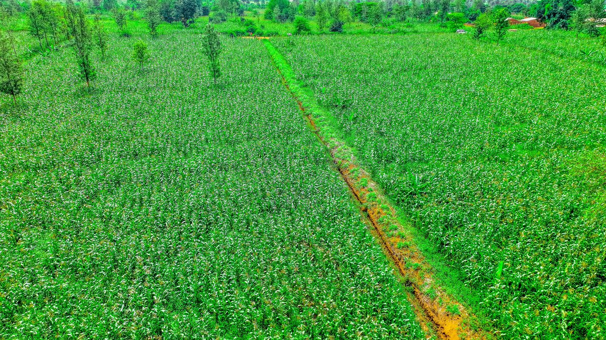 DBusago61464's tweet photo. #𝗕𝘂𝗿undi, Selon Jérôme Nsengimana,  l'agronome communal Rutana affirme que sur les collines de Bugiga, Nyamabuye et Muyombwe, les champs de maïs et de haricot laissent présager une production encourageante
@GeneralNeva 
@DorianeMunezero 
@CBurunga https://t.co/UIwPMQle5d