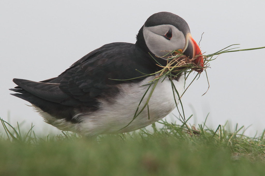 Collecting his nest #puffins