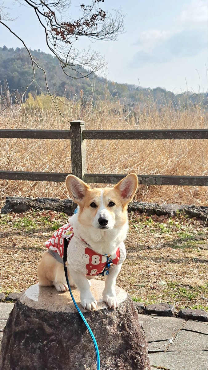 おこんにちワン
朝ん歩🐾で📸
服着て無かったらしっかり横向いてる手足長め目のしっぽコーギーの見本みたいかも🤭