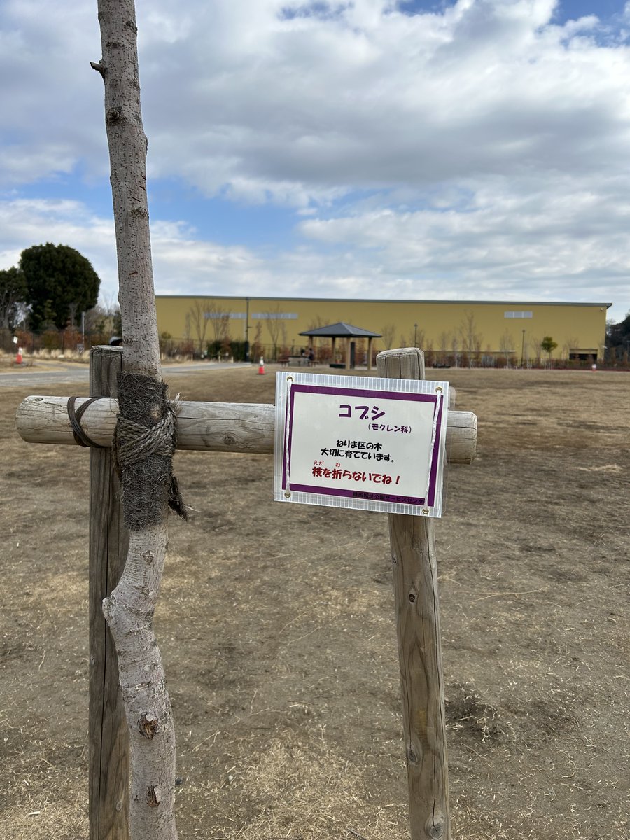これから暖かい季節を迎えると公園のあちらこちらで樹木に花を咲かせます。みんなに楽しんでもらうためにも公園の樹木の枝を折らないようにお願いしますね。
#コブシ #練馬城址公園